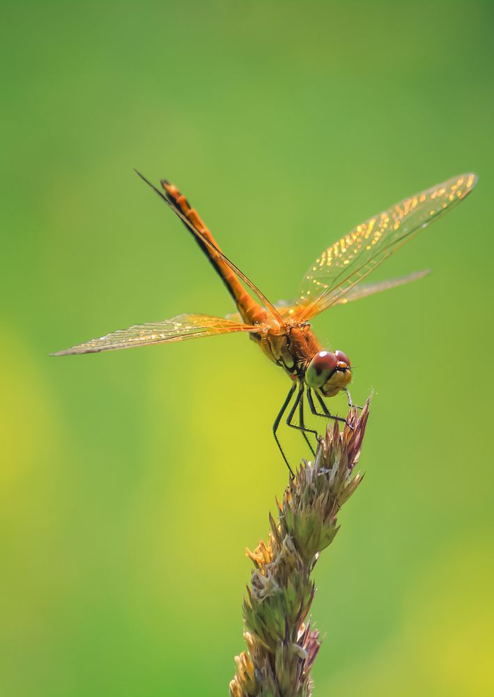 Photograph by Юлия Серазетдинова