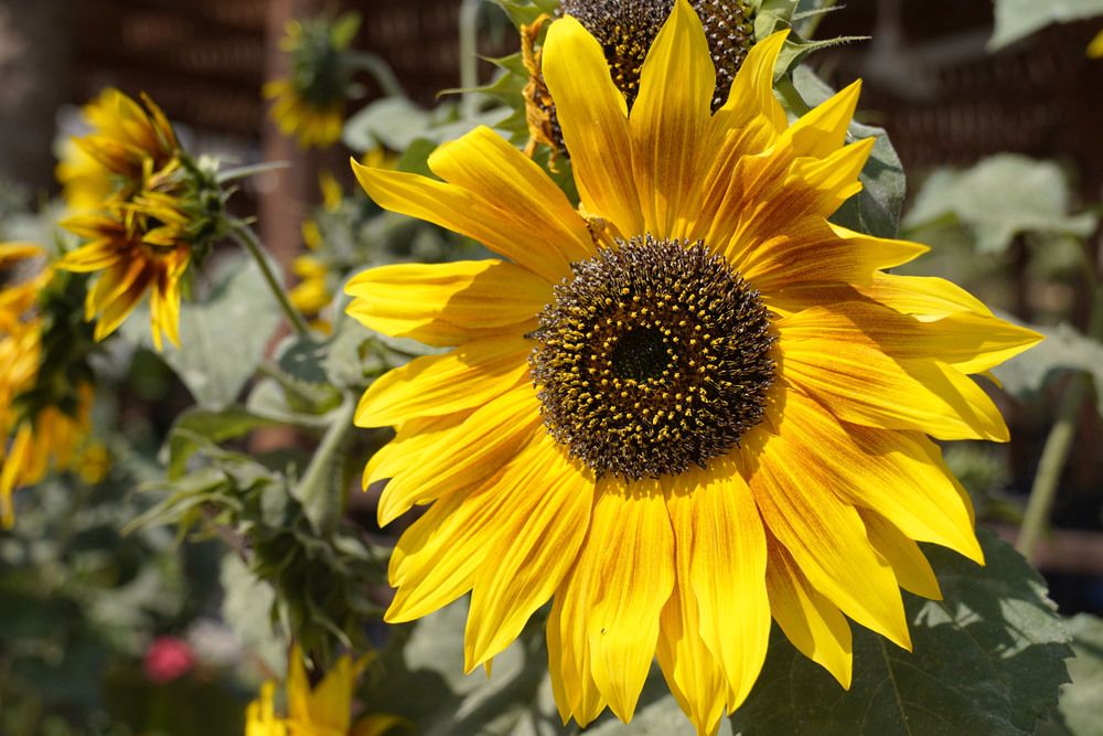 Photograph by Raed Victor Saad