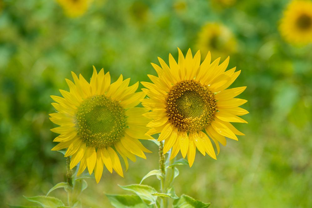 Photograph by Latheef M A