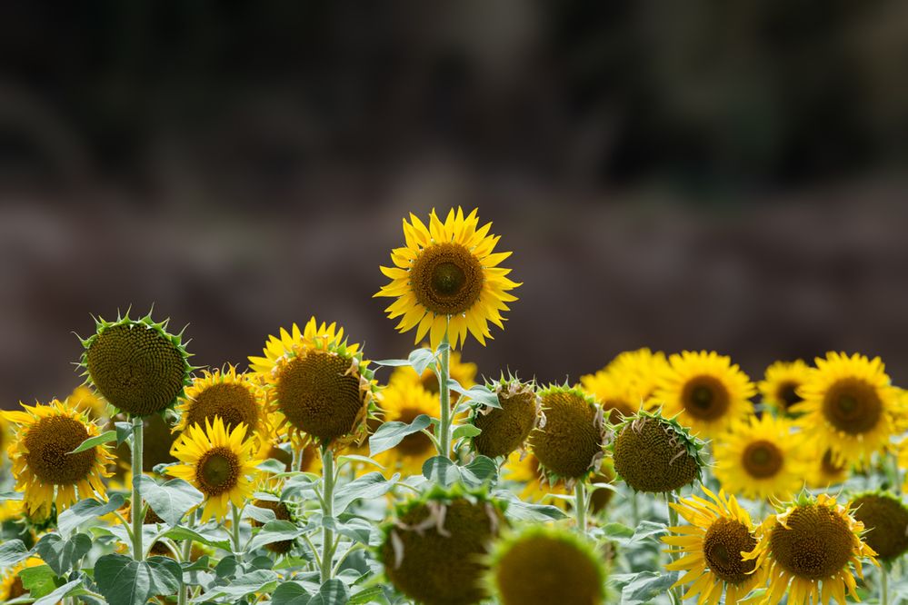 Photograph by Latheef M A