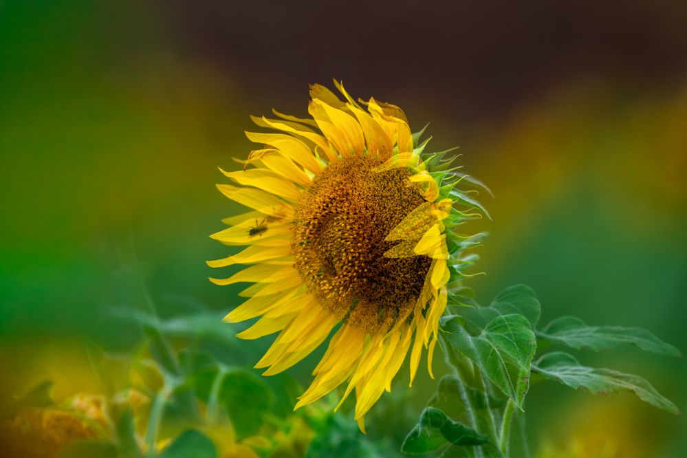 Photograph by Latheef M A