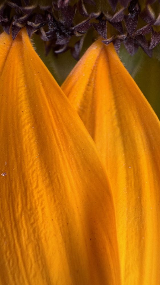 Photograph by Mustafa Al shaibani