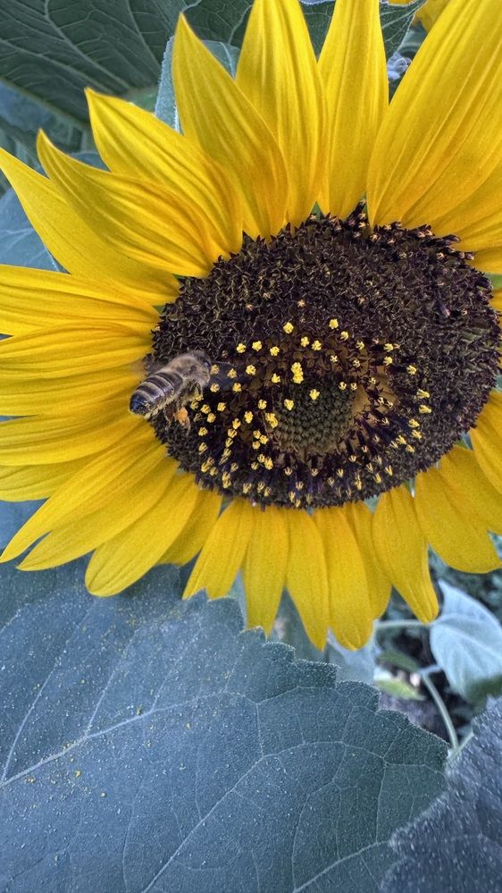 Photograph by Mustafa Al shaibani