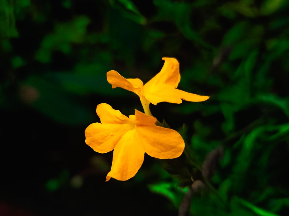 Photograph by SHRIYAKSHI