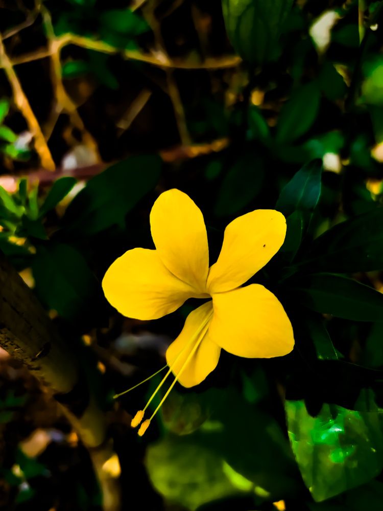 Photograph by SHRIYAKSHI