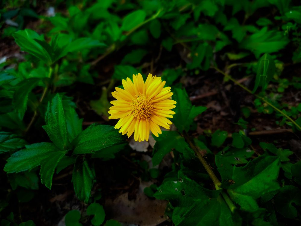 Photograph by SHRIYAKSHI