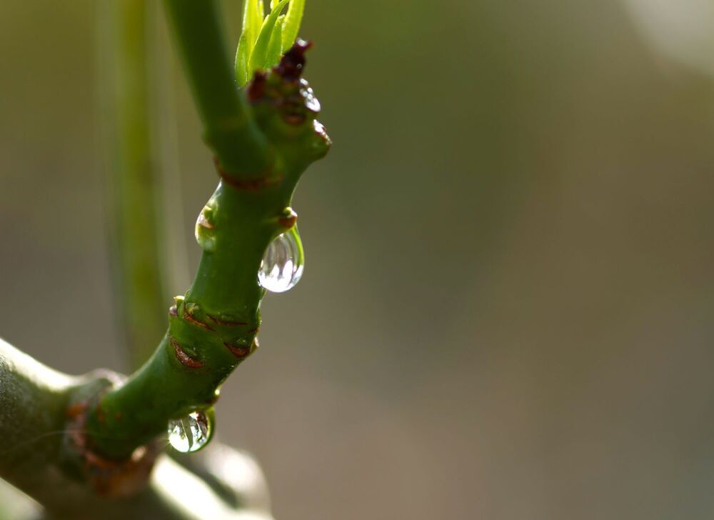 Photograph by Merav Zuberman Perkal