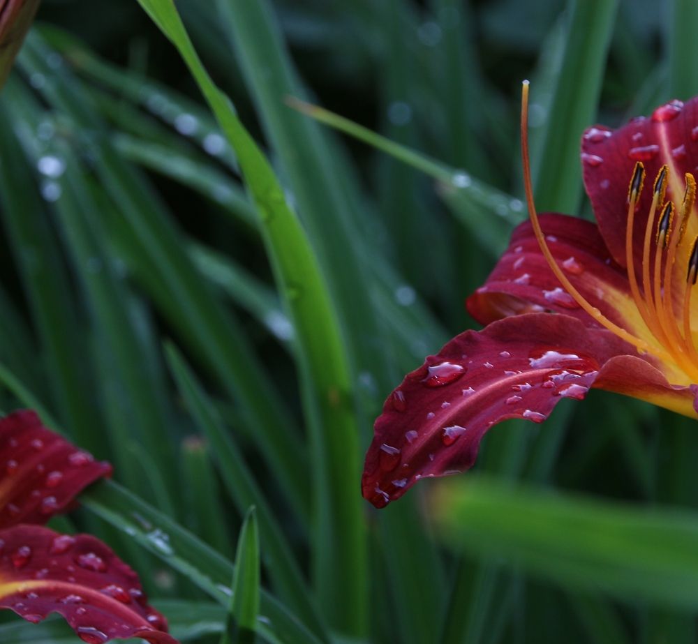 Photograph by АЛЛА ТАРАСЕНКО