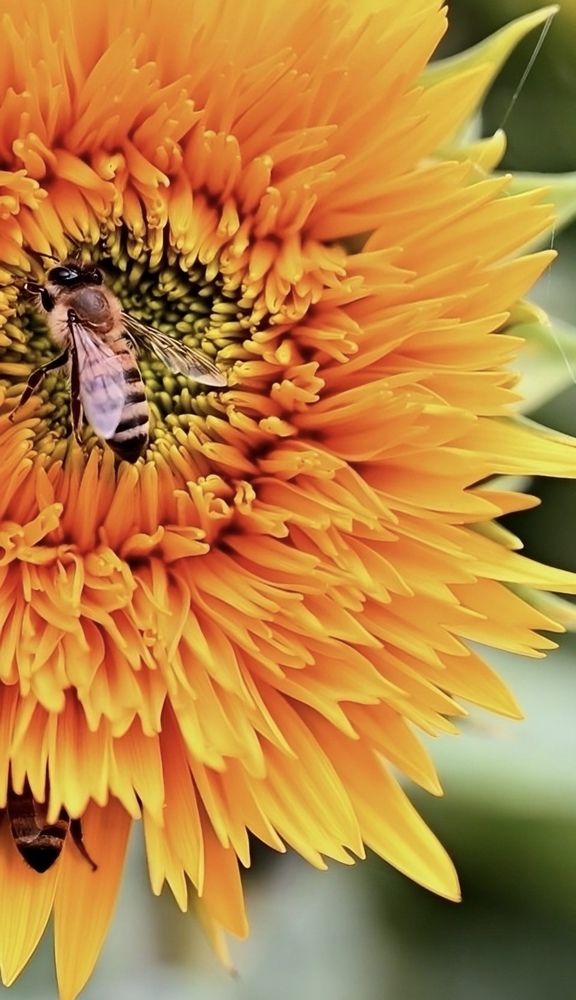 Photograph by Маргарита Спасенкова