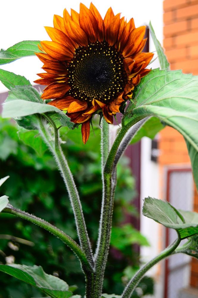 Photograph by Маргарита Спасенкова