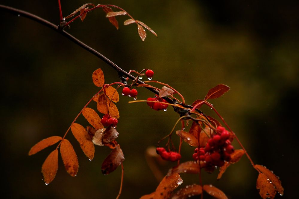 Photograph by Vitaliy Saposhnikov