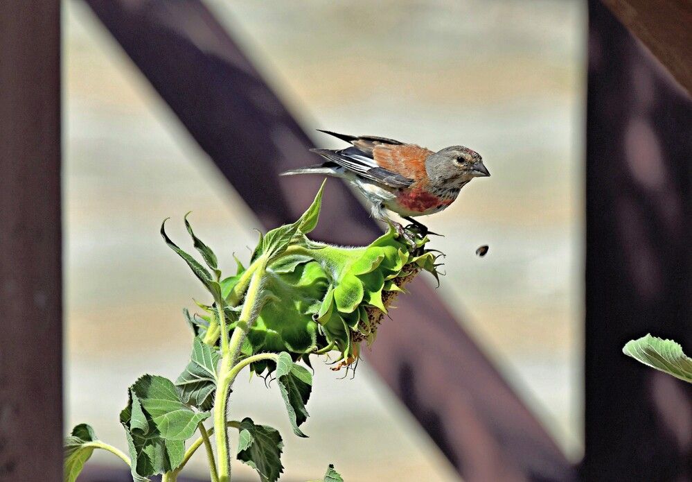 Photograph by Алексей Сиваков