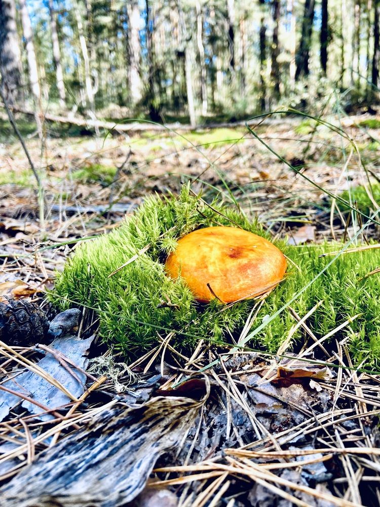 Photograph by Наталья Душакова