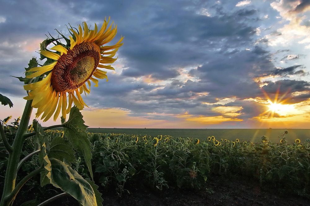 Photograph by Анатолий Святой