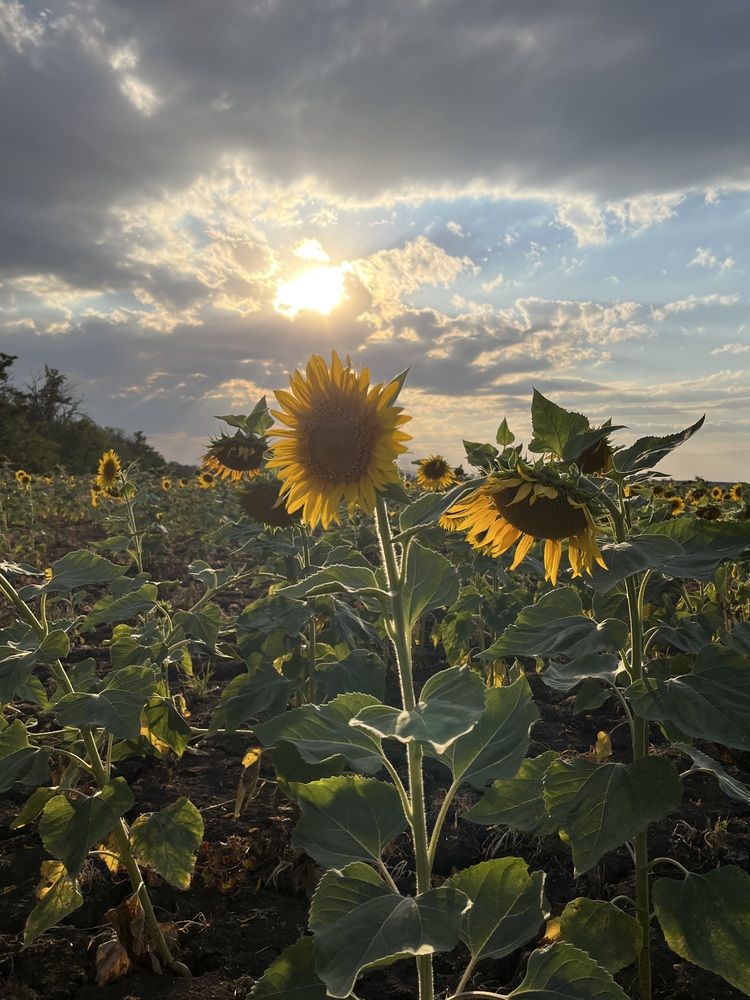 Photograph by Анатолий Протасов