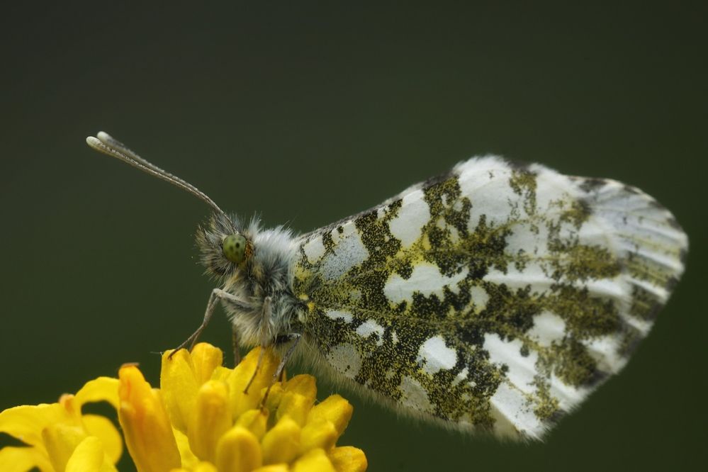 Photograph by Микрокосмос Владимир
