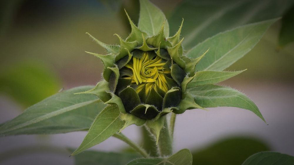 Photograph by Екатерина Молчанова