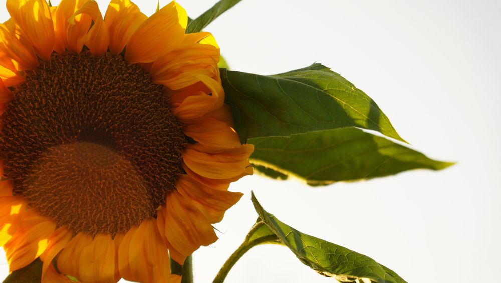 Photograph by Екатерина Молчанова