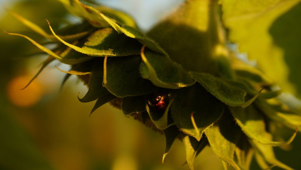 Photograph by Екатерина Молчанова