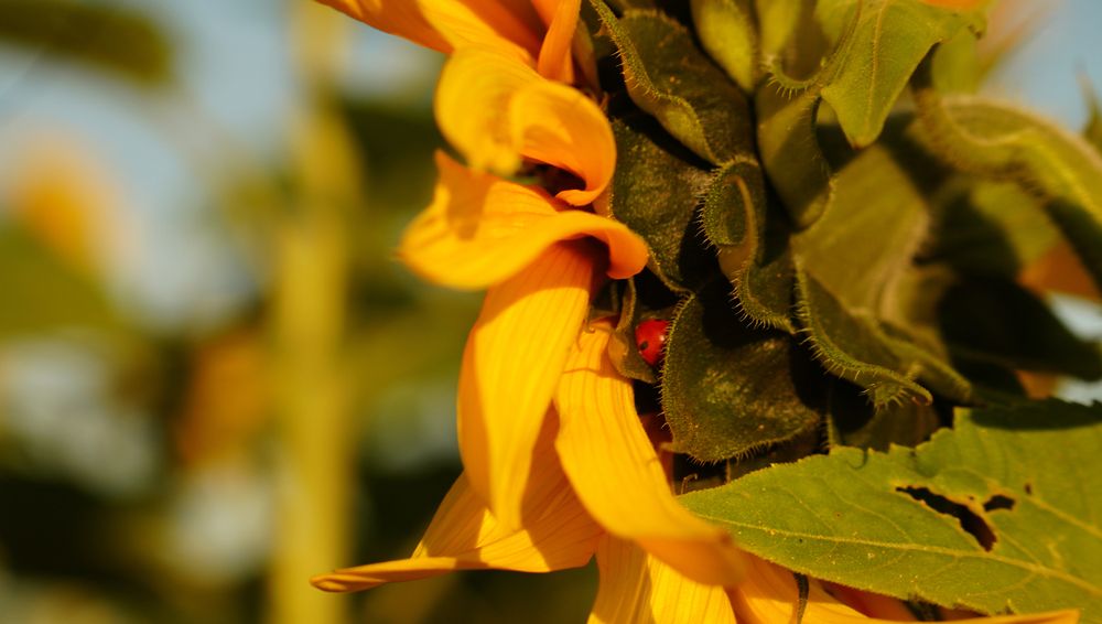 Photograph by Екатерина Молчанова