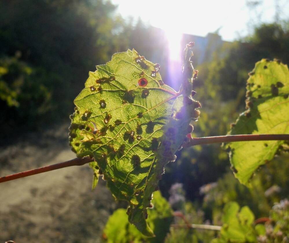 Photograph by Natalya Sedina