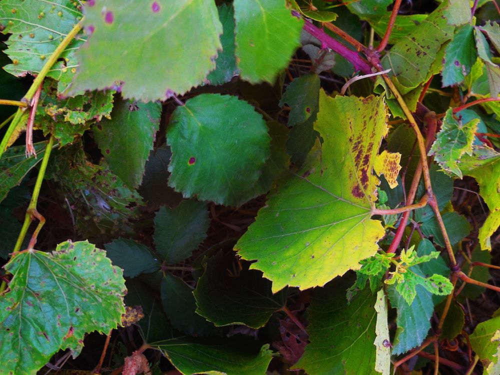 Photograph by Natalya Sedina