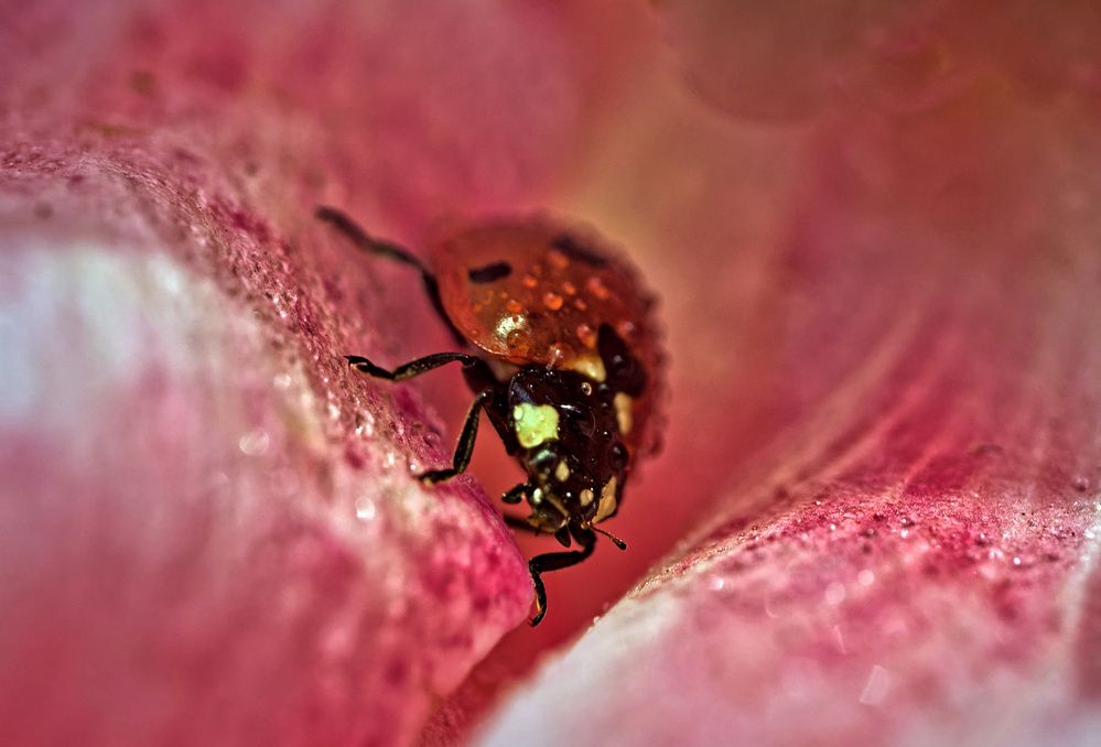 Фотография автора David Solodar