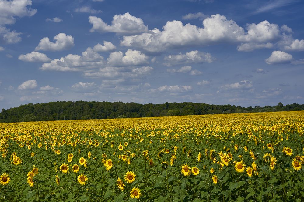 Photograph by John Doe