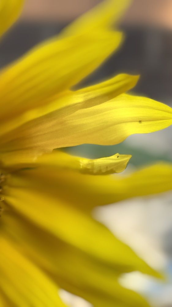 Photograph by Елена Гущина