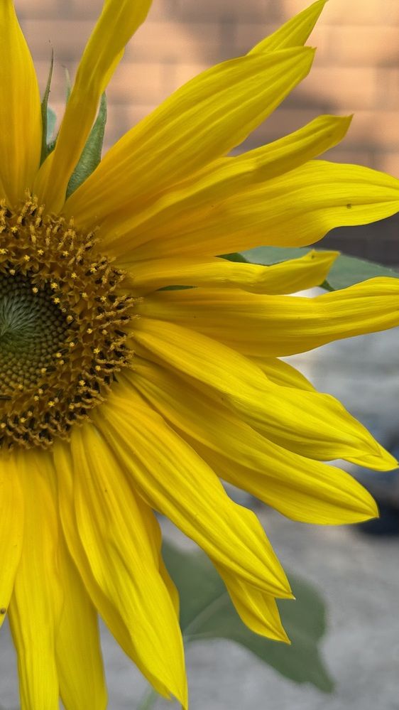 Photograph by Елена Гущина