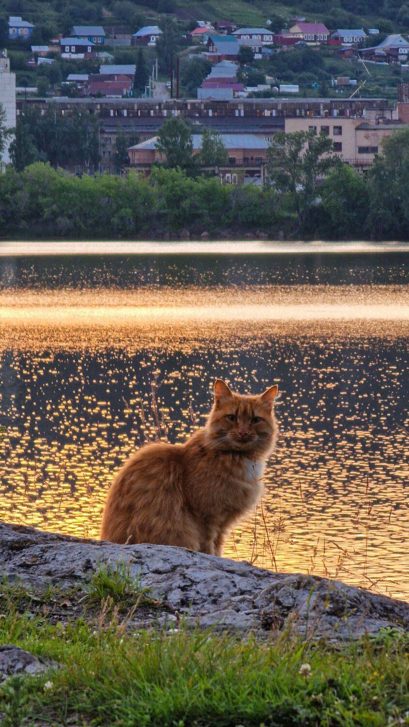 Незнакомец