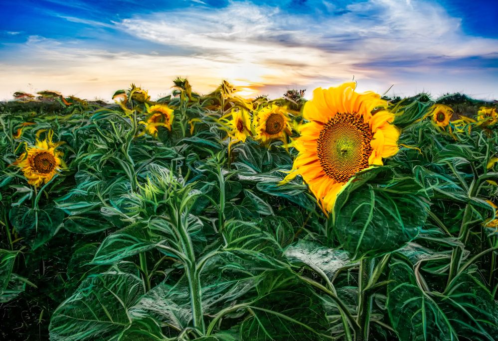 Подсолнухи