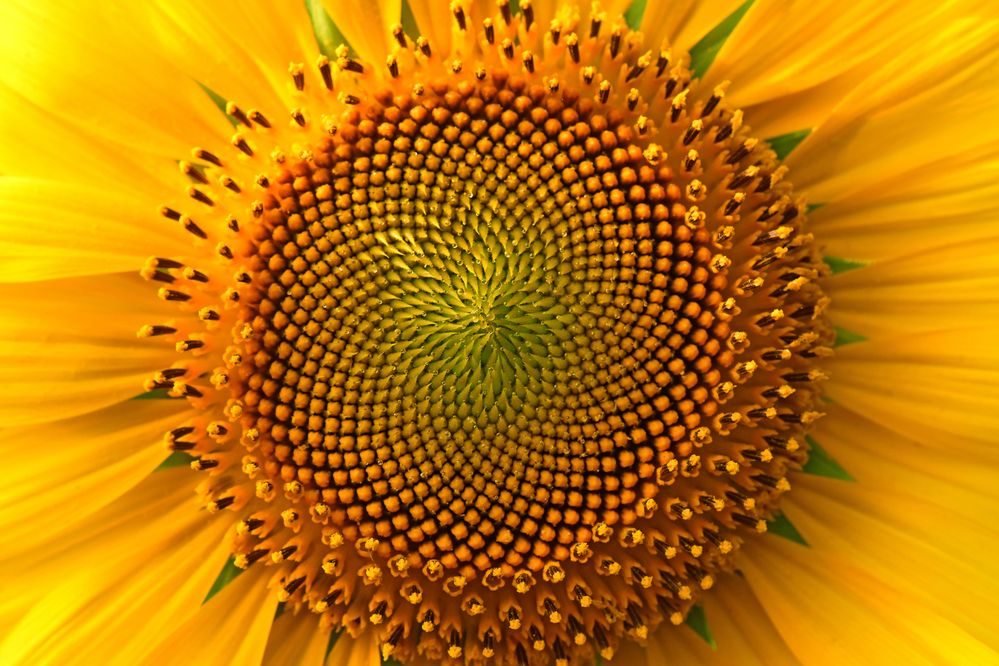 SUNFLOWER IN DETAILS