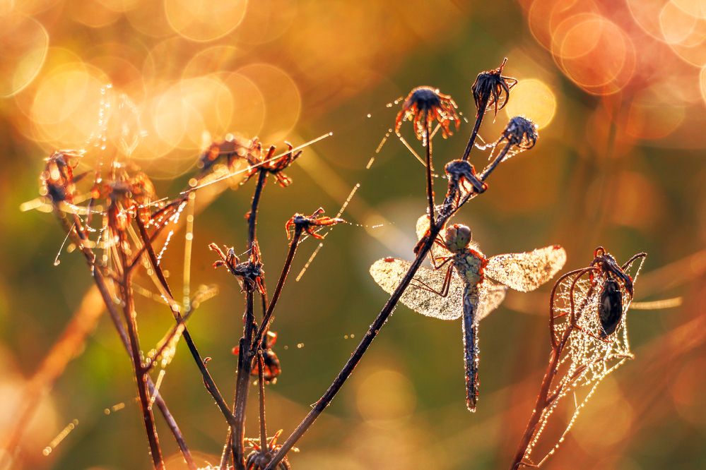 Фотография автора Inga Ivanova