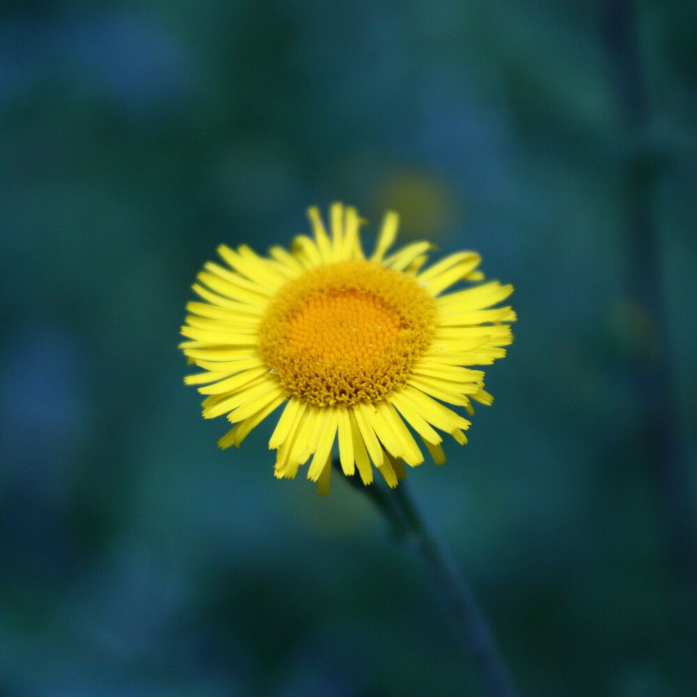 Photograph by Eleni Krommyda - Andreadi