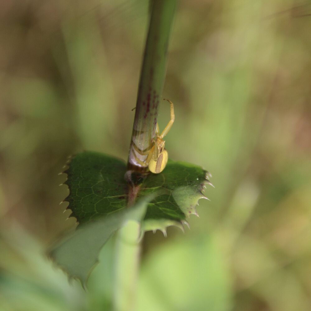 Photograph by Eleni Krommyda - Andreadi