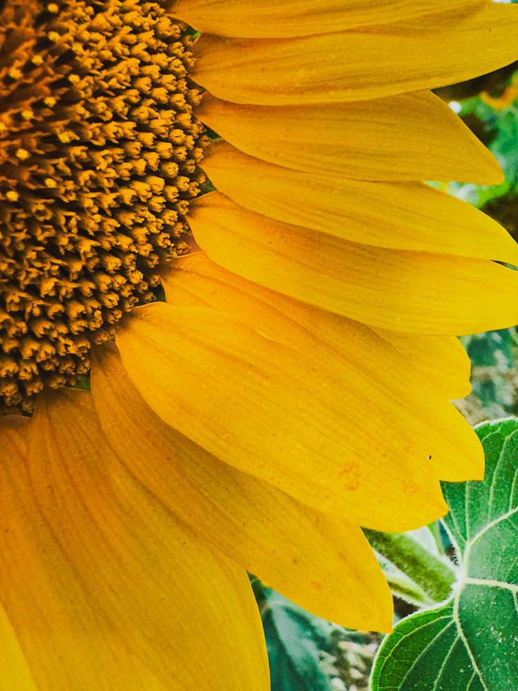 Фотография автора Галина Шиманцова