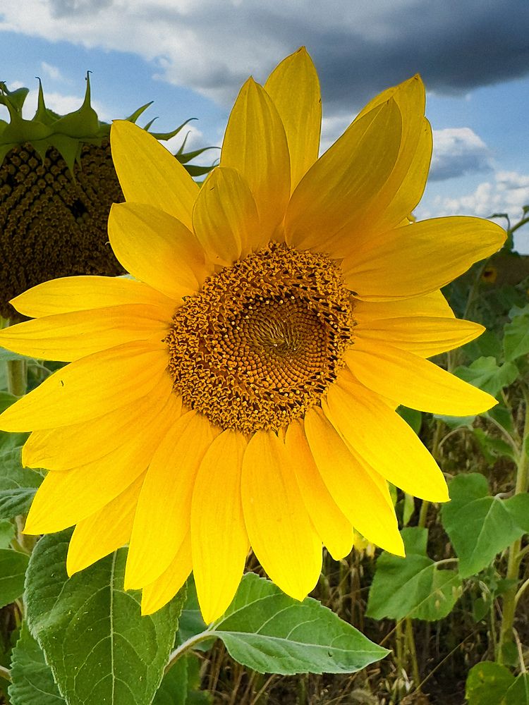 Фотография автора Галина Шиманцова