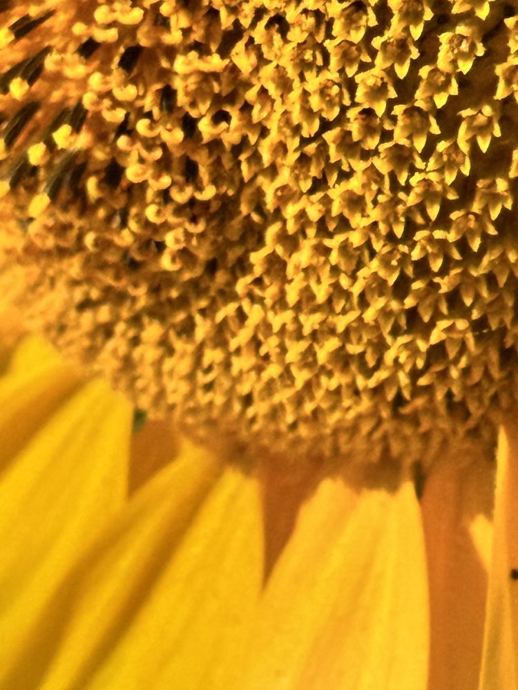 Фотография автора Галина Шиманцова