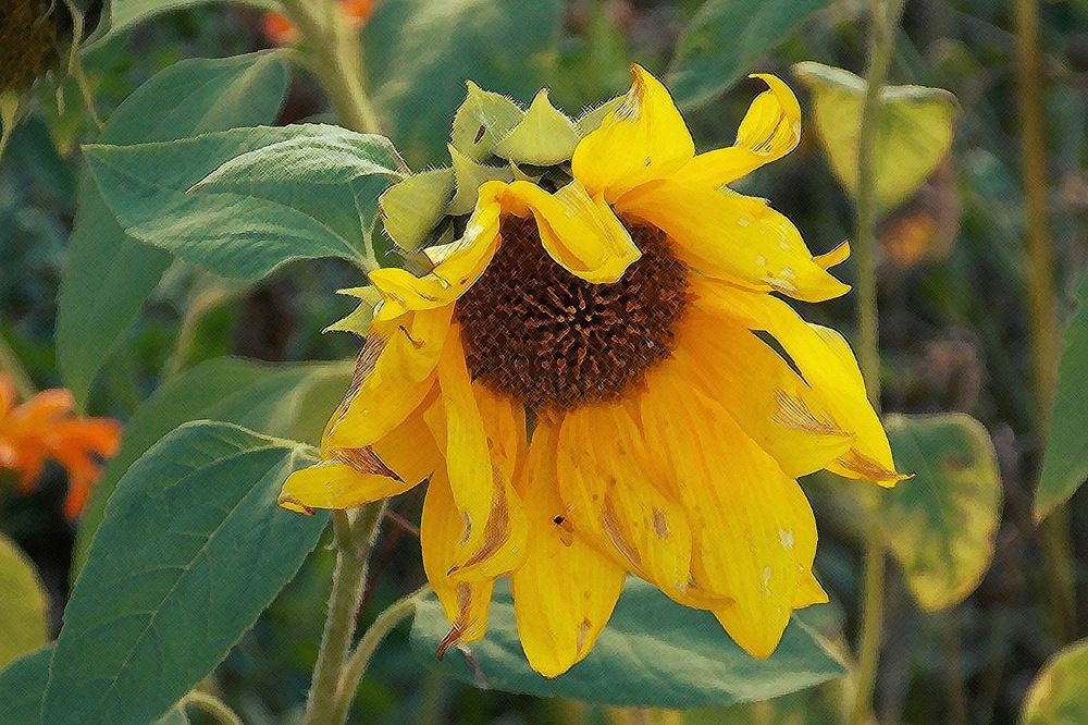 Фотография автора Вера,  Саша  Натан Фотогруппа ВЕСНА