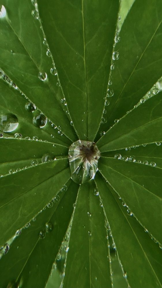 Фотография автора Галина Шиманцова