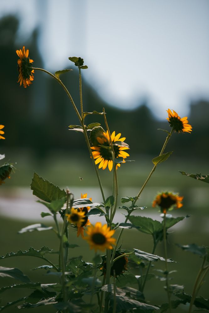 Photograph by Amir Negaresh