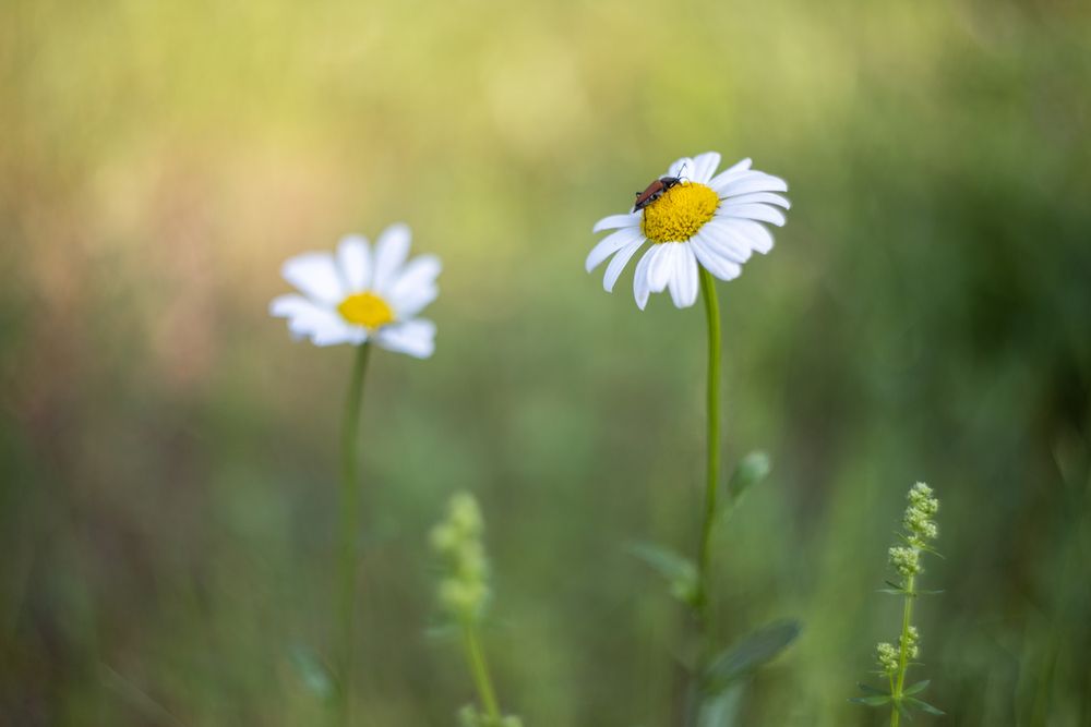 Photograph by Дмитрий Черепков
