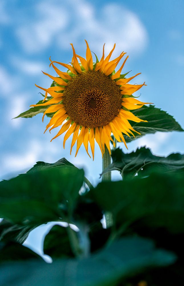 Photograph by Amir Negaresh