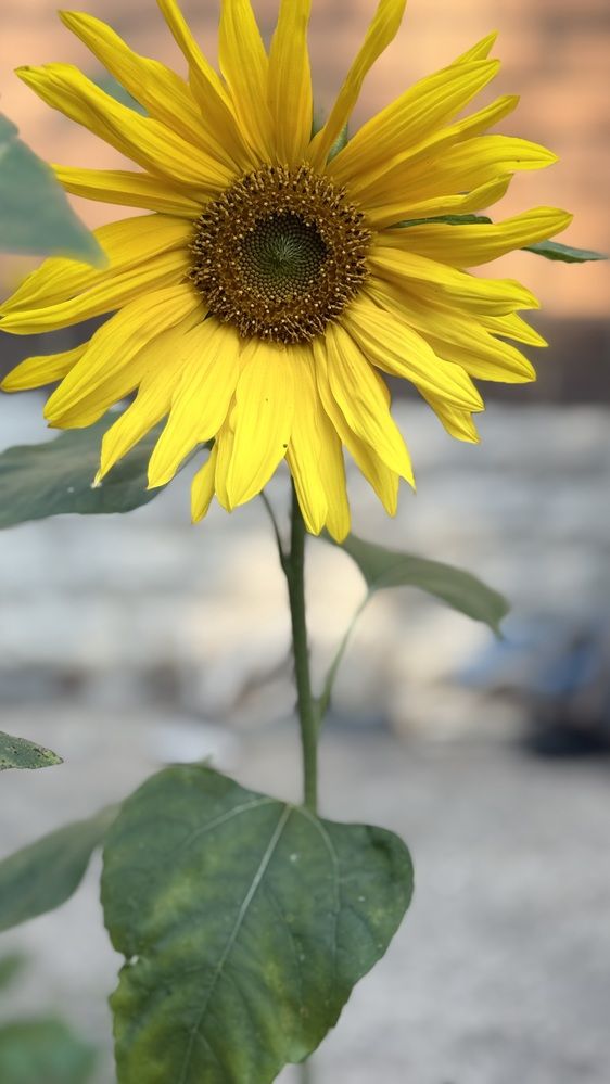 Photograph by Елена Гущина