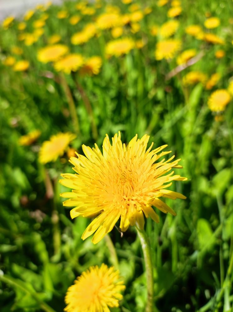 Маленькое солнышко