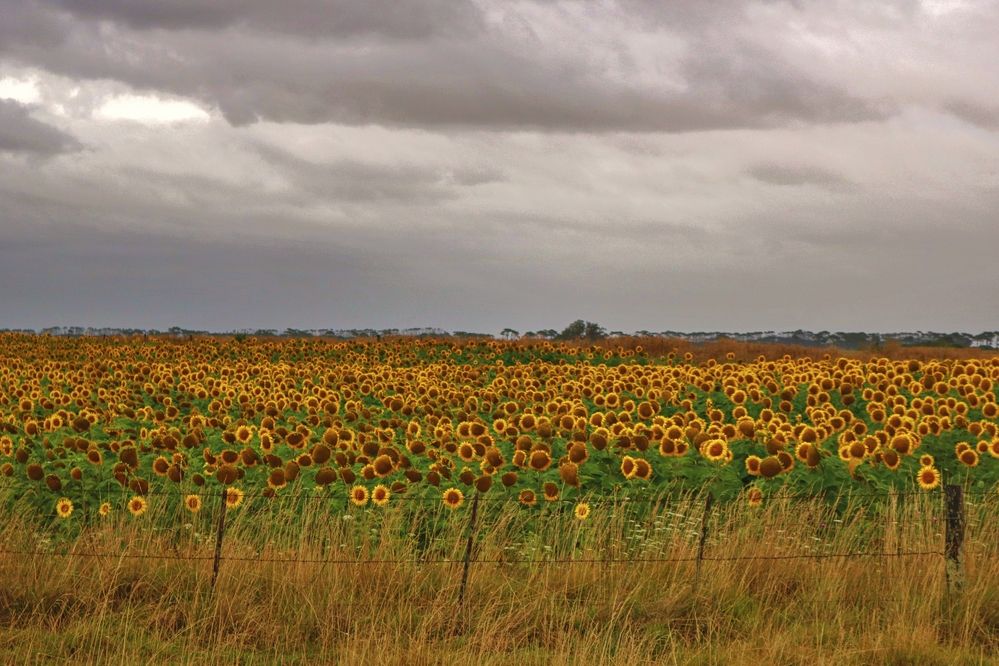 Photograph by Viviana García