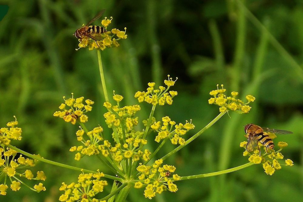 Фотография автора Вера,  Саша  Натан Фотогруппа ВЕСНА