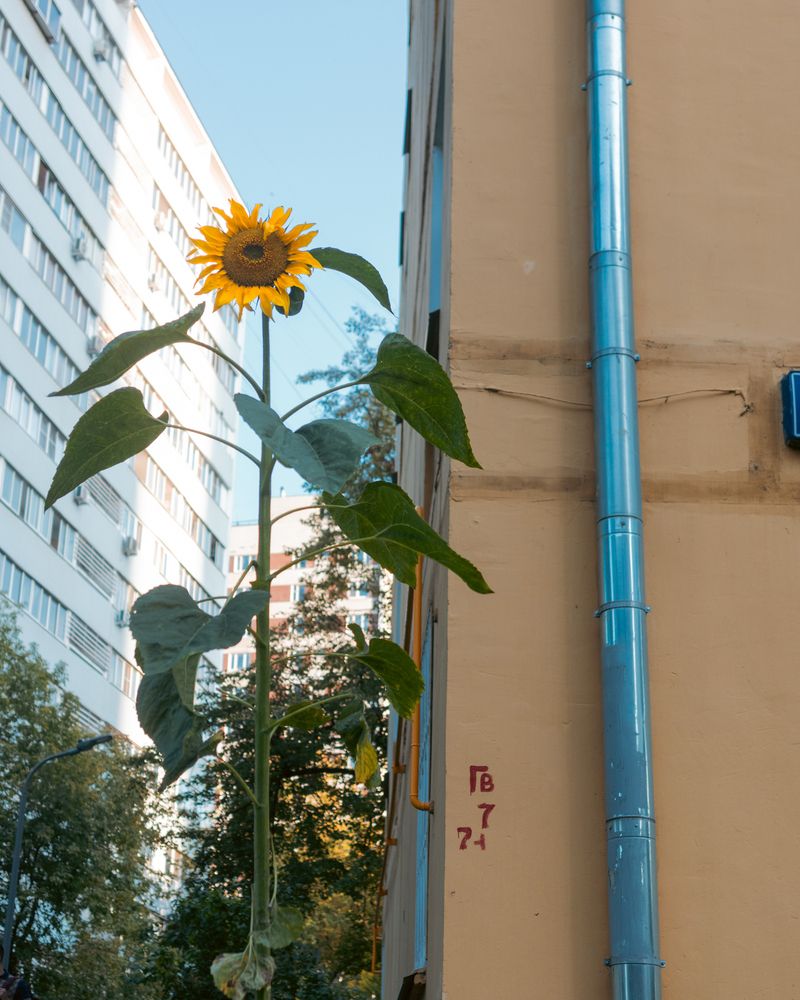 Photograph by Артем Гатин