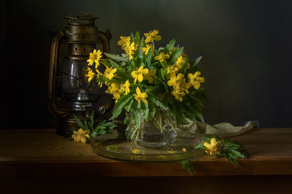 Ветренница лютиковая